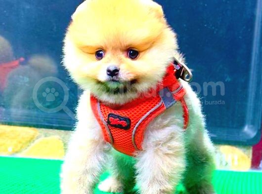 Orange Di̇şi̇ Pomerani̇an görsel