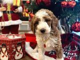 Dev Labradoodle Dünyanın En Nadir Renklerinden Particolour