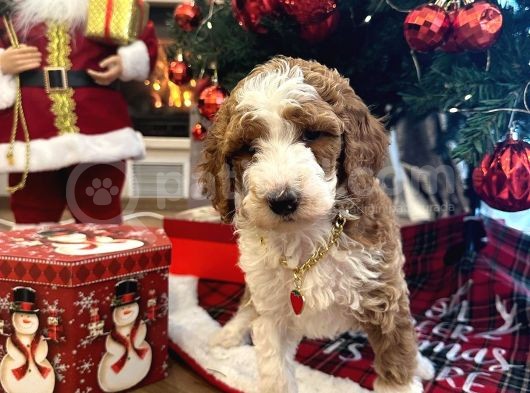 Dev Labradoodle Dünyanın En Nadir Renklerinden Particolour görsel
