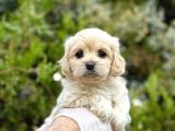 Babyface Maltıpoo Yavrularımız