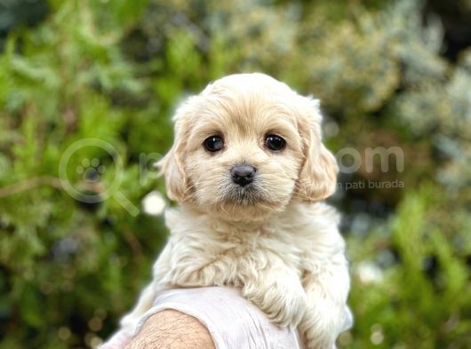 Babyface Maltıpoo Yavrularımız görsel
