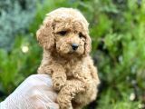 Baby Face Toy Poodle