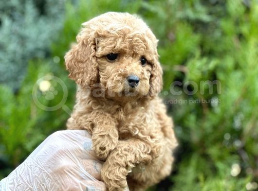 Baby Face Toy Poodle görsel
