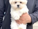 Karma Aşıları Bitmiş Maltese Üst Kalite Yavrular