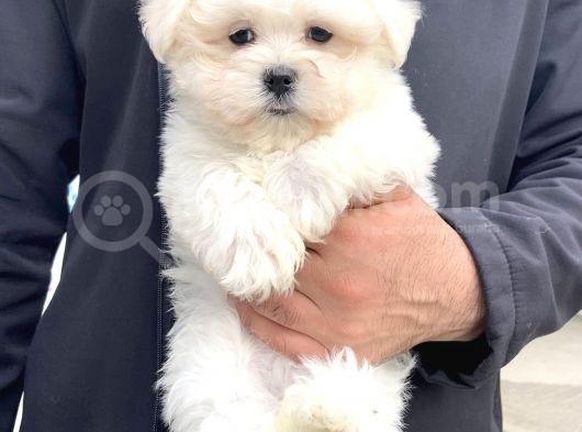 Karma Aşıları Bitmiş Maltese Üst Kalite Yavrular görsel