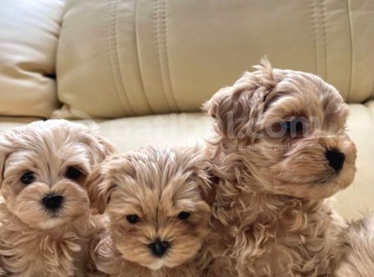 Muhteşem Multigen Tüy Dökmeyen Maltipoo Yavruları görsel