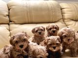 Muhteşem Multigen Tüy Dökmeyen Maltipoo Yavruları