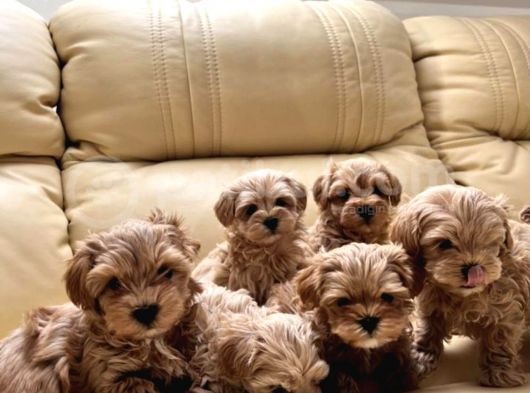 Muhteşem Multigen Tüy Dökmeyen Maltipoo Yavruları görsel