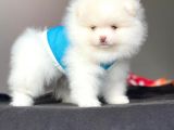 Pomeranian Teddy Face Erkek Yavrumuz