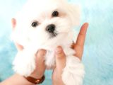 Maltese Terri̇er Yavrulari