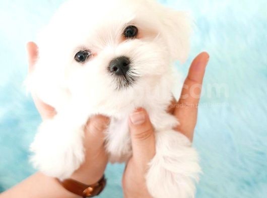 Maltese Terri̇er Yavrulari görsel