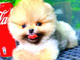 Teacup Orange Pomerani̇an Boo