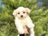 ORJİNAL MALTESE TERRİER BEBEKLER