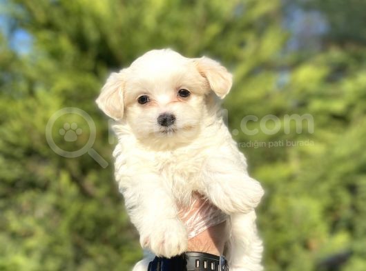 Orji̇nal Maltese Terri̇er Bebekler