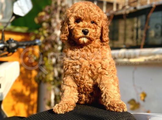 Red Di̇şi̇ Mi̇nyatür Poodle Yavrumuz görsel