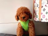Orji̇nal Toy Poddle