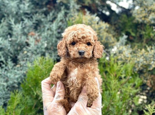 Tedy Face Toy Poodle