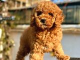 Red Di̇şi̇ Mi̇nyatür Poodle Yavrumuz