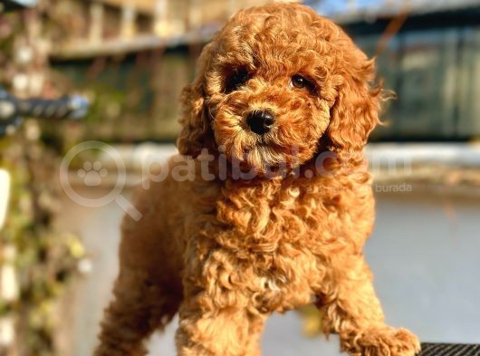 Red Di̇şi̇ Mi̇nyatür Poodle Yavrumuz görsel