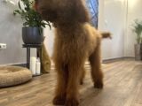 Dev Goldendoodle Orjinal Multigen Yavrular