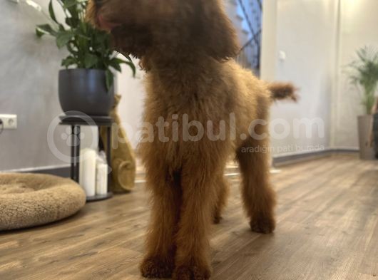 Dev Goldendoodle Orjinal Multigen Yavrular görsel