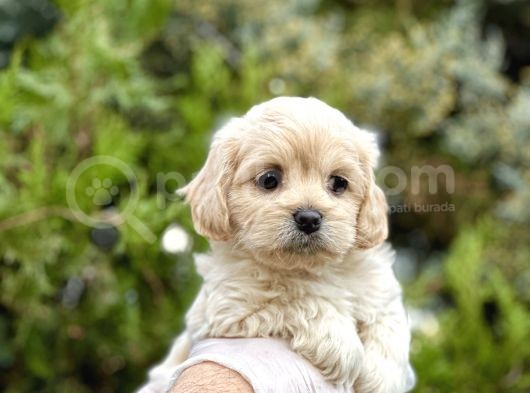 Babyface Maltıpoo Yavrularımız görsel
