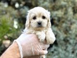 Hiç Mütevazi Olamıcaz Tr Nin En Güzel Maltıpoo Yavruları
