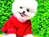 Kusursuz Karbeyaz Di̇şi̇ Pomerani̇an Boo