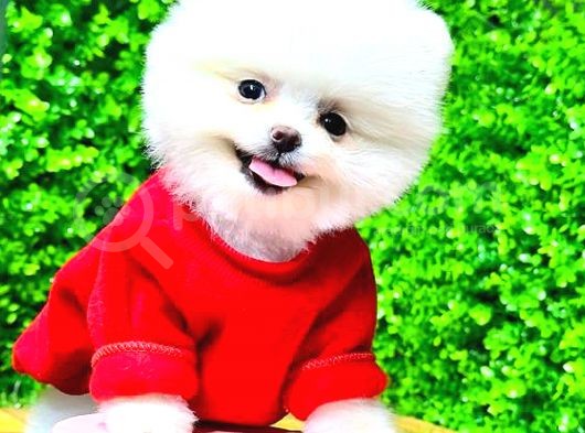 Kusursuz Karbeyaz Di̇şi̇ Pomerani̇an Boo görsel