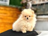TEACUP POMERANİAN BOO YAVRUMUZ 400 gram