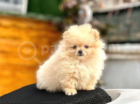 Teacup Pomerani̇an Boo Yavrumuz 400 Gram