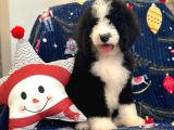 Bernedoodle Multigen Amerikan Gen Nadir Irk