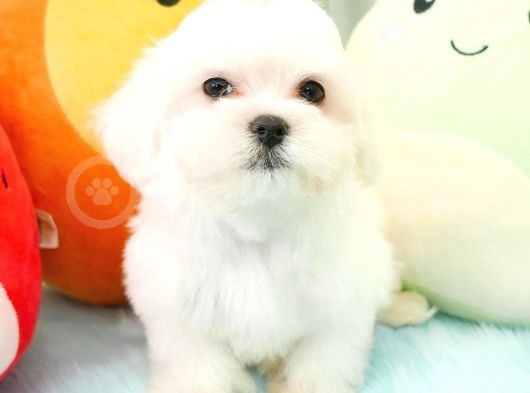 Maltese Terri̇er Yavrulari
