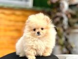 Teacup Pomerani̇an Boo Yavrumuz 400 Gram