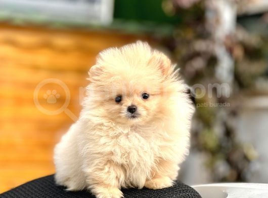 Teacup Pomerani̇an Boo Yavrumuz 400 Gram görsel