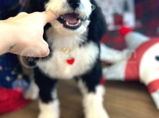 Bernedoodle Multigen Amerikan Gen Nadir Irk görsel