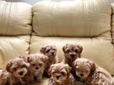 Muhteşem multigen tüy dökmeyen maltipoo yavruları