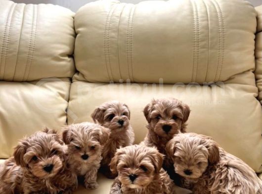 Muhteşem Multigen Tüy Dökmeyen Maltipoo Yavruları