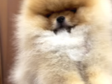 Teddy bear tip pomeranian boo ayı surat orjinal ırk garantili