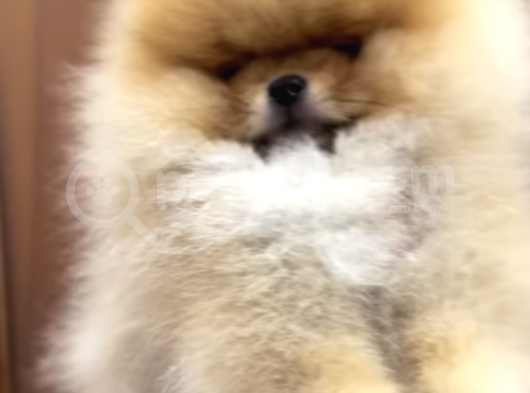 Teddy Bear Tip Pomeranian Boo Ayı Surat Orjinal Irk Garantili