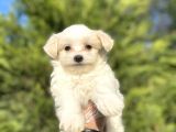 Orji̇nal Maltese Terri̇er Bebekler