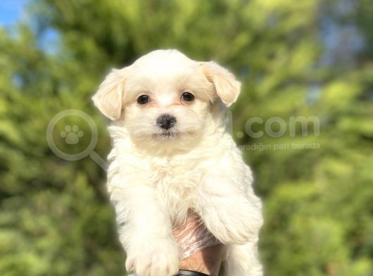 Orji̇nal Maltese Terri̇er Bebekler görsel