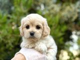 Babyface Maltıpoo Yavrularımız