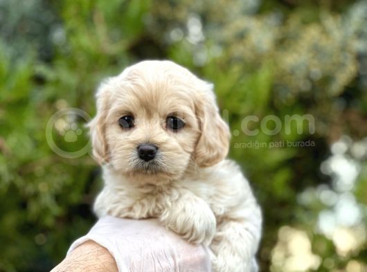 Babyface Maltıpoo Yavrularımız görsel