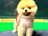 Orange Di̇şi̇ Pomerani̇an