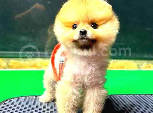 Orange Di̇şi̇ Pomerani̇an görsel
