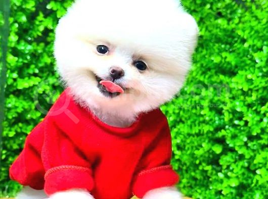 Kusursuz Karbeyaz Di̇şi̇ Pomerani̇an Boo