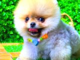 Orange Gülen Yüz Pomerani̇an Boo