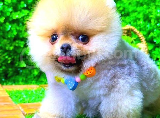 Orange Gülen Yüz Pomerani̇an Boo görsel