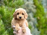 Fawn Toy Poodle